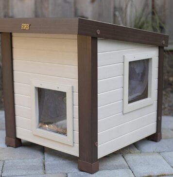 Important Considerations When Choosing a House for Feral Cats